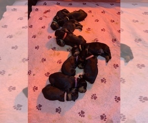 Rottweiler Puppy for Sale in VIRGINIA BEACH, Virginia USA