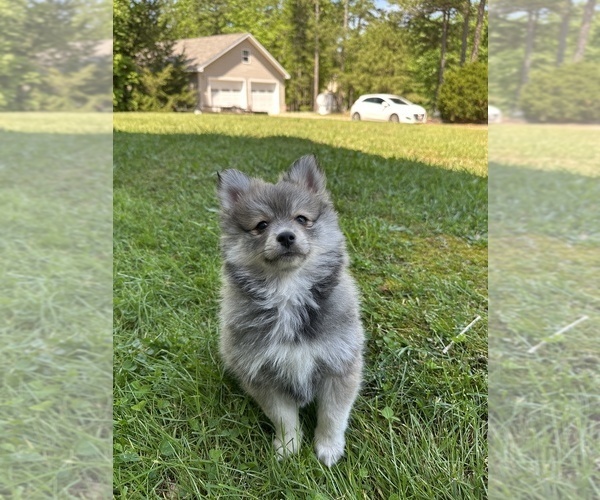 Medium Photo #4 Pomsky Puppy For Sale in GREENVILLE, MO, USA