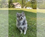Small #3 Pomsky
