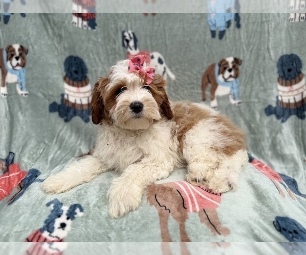 Medium Photo #9 Cavapoo (Miniature) Puppy For Sale in LAKELAND, FL, USA