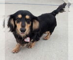 Small #5 Dachshund