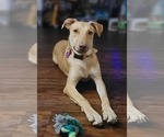 Small #3 American Pit Bull Terrier-Labrador Retriever Mix