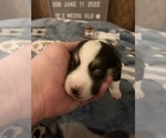 Small Photo #24 Welsh Cardigan Corgi Puppy For Sale in SUN PRAIRIE, WI, USA