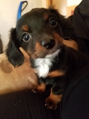 Chiweenie Puppy for sale in SILOAM SPRINGS, AR, USA