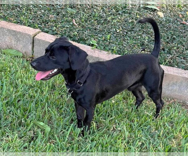 Medium Photo #11 Chiweenie Puppy For Sale in Boonton, NJ, USA