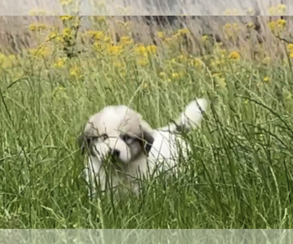 Medium Photo #1 Great Pyrenees Puppy For Sale in SEALY, TX, USA