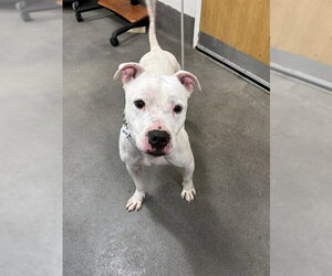 American Bulldog Dogs for adoption in Forestville, MD, USA