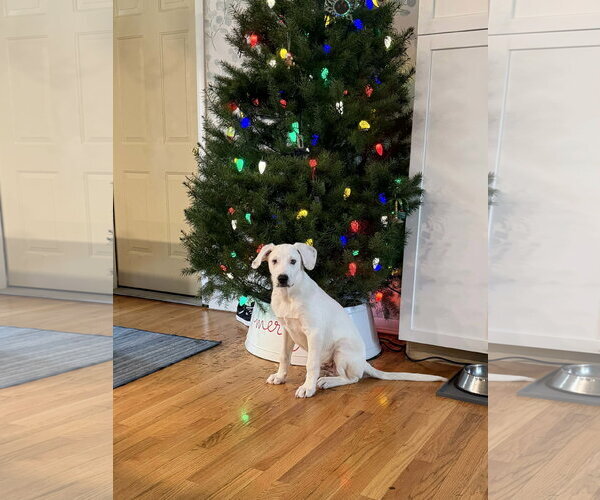 Medium Photo #6 Great Pyrenees-Unknown Mix Puppy For Sale in Germantown, OH, USA