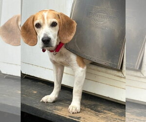 Beagle Dogs for adoption in Dunnellon, FL, USA