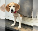 Small Beagle