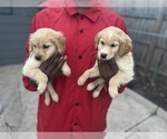 Small Photo #6 Golden Retriever Puppy For Sale in DETROIT, MI, USA