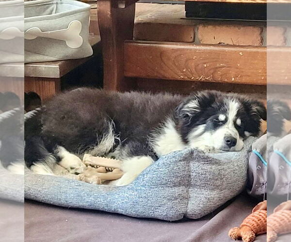 Medium Photo #2 Siberian Husky-Unknown Mix Puppy For Sale in Canton, CT, USA