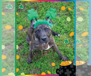 Black Mouth Cur-Unknown Mix Dogs for adoption in Canton, CT, USA