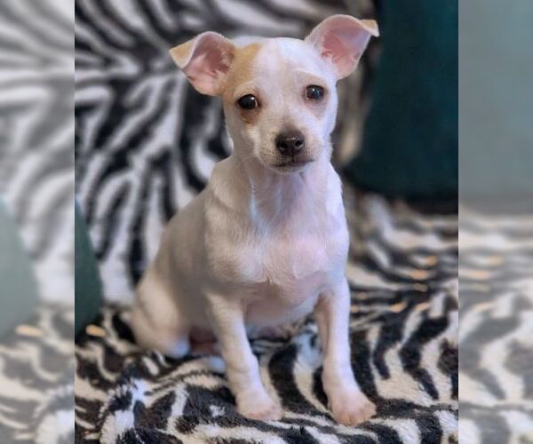 Medium Photo #4 Chihuahua-Unknown Mix Puppy For Sale in Tustin, CA, USA
