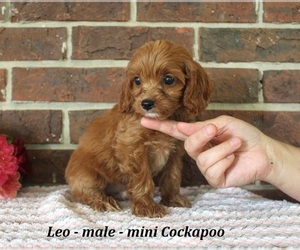 Cockapoo (Miniature) Puppy for sale in CLARKRANGE, TN, USA