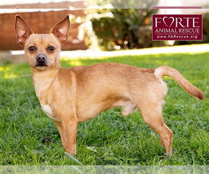 Prince - Male Chihuahua-Unknown Mix Dog for Adoption - Photo #6