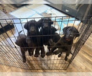 Golden Labrador Puppy for sale in WILLOW STREET, PA, USA