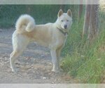 Small Photo #12 Siberian Husky Puppy For Sale in Pacific grove , CA, USA