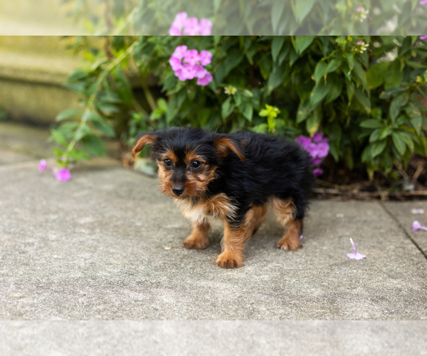 Medium Photo #3 Yorkshire Terrier Puppy For Sale in NAPPANEE, IN, USA