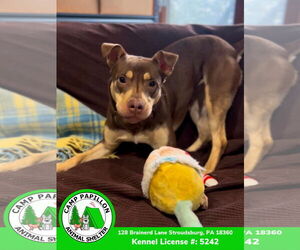 Mutt Dogs for adoption in Stroudsburg, PA, USA