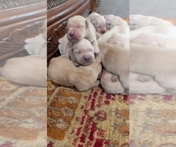 Medium Photo #1 English Cream Golden Retriever Puppy For Sale in ELVERTA, CA, USA