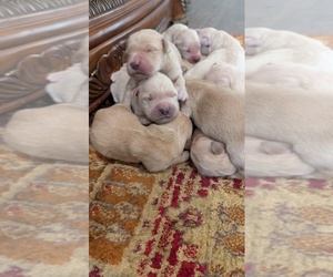 English Cream Golden Retriever Puppy for Sale in ELVERTA, California USA