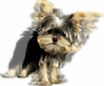Small Photo #24 Yorkshire Terrier Puppy For Sale in HAYWARD, CA, USA