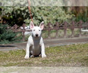 Miniature Bull Terrier Puppy for sale in Kiskoros, Bacs-Kiskun, Hungary