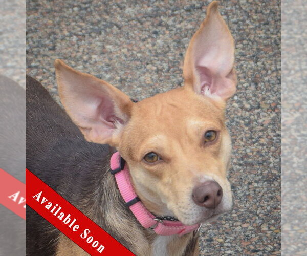 Medium Photo #1 Feist Terrier-Italian Greyhound Mix Puppy For Sale in Huntley, IL, USA