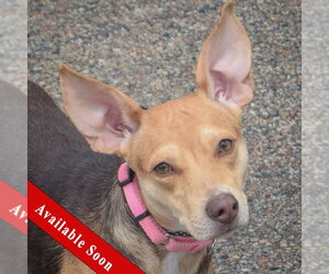 Feist Terrier-Italian Greyhound Mix Dogs for adoption in Huntley, IL, USA