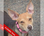 Small Feist Terrier-Italian Greyhound Mix