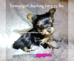 Yorkshire Terrier Puppy for sale in ARLINGTON, TX, USA