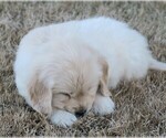 Small Photo #5 Golden Retriever Puppy For Sale in PARTRIDGE, KS, USA