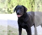 Small #1 Labrador Retriever