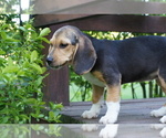 Small Photo #1 Beagle Puppy For Sale in PINE GROVE, PA, USA