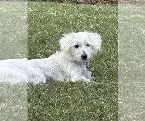 Mutt Dogs for adoption in Holly Springs, NC, USA