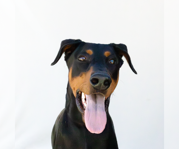 Medium Photo #1 Doberman Pinscher Puppy For Sale in Pasadena, CA, USA