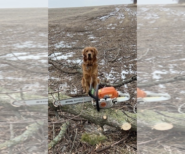 Medium Photo #11 Golden Retriever Puppy For Sale in DE PERE, WI, USA