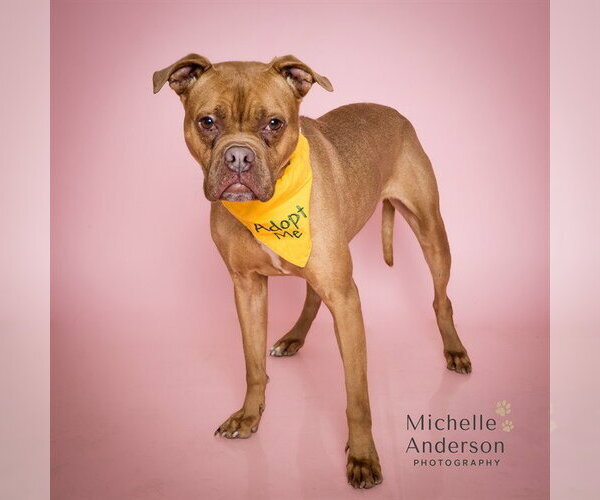Medium Photo #1 Boxer-Unknown Mix Puppy For Sale in Corona, CA, USA
