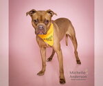 EEVEE - Female Boxer-Unknown Mix Dog for Adoption - Small photo