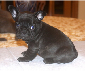 French Bulldog Puppy for sale in BROOKLINE, MA, USA