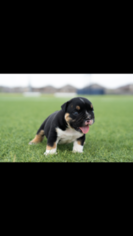 English Bulldog Puppy for sale in OKLAHOMA CITY, OK, USA