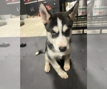 Small Photo #12 Siberian Husky Puppy For Sale in FLAT ROCK, MI, USA