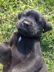 Labrottie Puppy for sale in PORT ROYAL, PA, USA