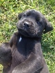 Small Photo #1 Labrottie Puppy For Sale in PORT ROYAL, PA, USA