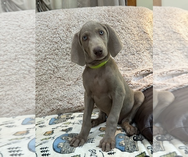 Medium Photo #5 Weimaraner Puppy For Sale in ELKTON, KY, USA