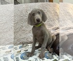 Small #4 Weimaraner