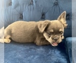 Small Photo #10 French Bulldog Puppy For Sale in MEMPHIS, TN, USA
