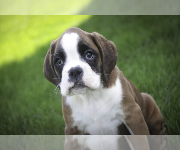 Medium Photo #3 Boxer Puppy For Sale in SHIPSHEWANA, IN, USA
