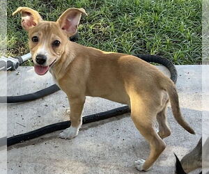 Medium Chihuahua Mix
